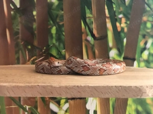 Adulte Kornnatter zu verkaufen 