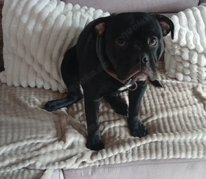 Old English Bulldogg Deckrüde 