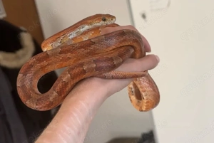 Adulte Kornnatter zu verkaufen