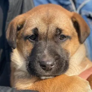 Dickie, geb. ca. 11 2025, lebt in GRIECHENLAND, im städt. Tierheim Serres