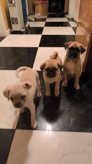 Ich habe eine Familie von drei kleinen Mädchen, die von meinem Hund Lucy stammen.