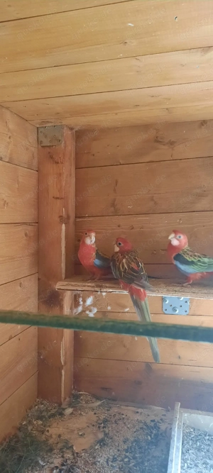 Suche männliches Prachtrosellas in rot 