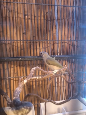 Baby Gouldamadinen aus Hobbyzucht abzugeben