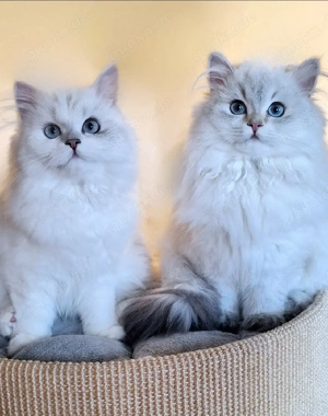 Britisch Langhaar Kitten mit Stammbaum