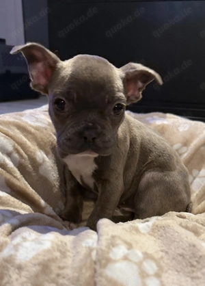 Französische Bulldogge Hündin Blue blau welpe