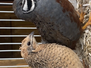 Chinesische Zwergwachteln 