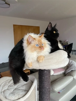 Maine-Coon und Birma-Kater suchen neues Zuhause mit Freigang