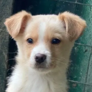 Alpro, geb. ca. 11 2025, lebt in GRIECHENLAND, auf einer privaten Pflegestelle