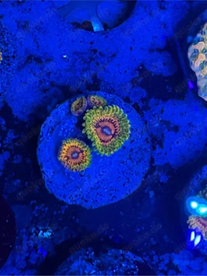 Grand Master Krakatoa (GMK) Zoa 4 Köpfe