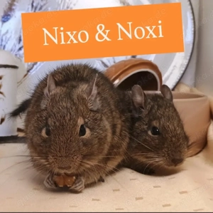    Pflegestelle sucht Für-Immer-Zuhause für Nixo und Noxi  