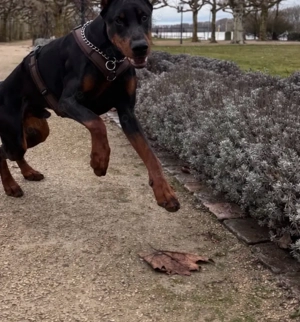 Dobermann Deckrüde 