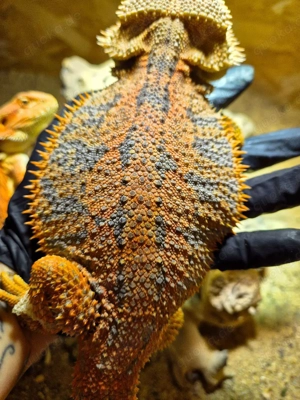 red monster high blue tiger bock 10 mon