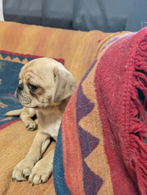 Retromos Welpen ab Mitte Februar zu verkaufen.