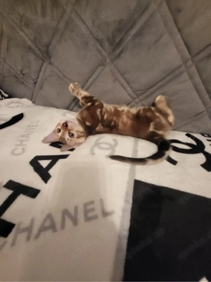 Noch 2 Reinrassige Bengalkitten