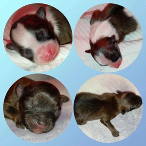 Wunderschöne Pomeranian Papilion Welpen 