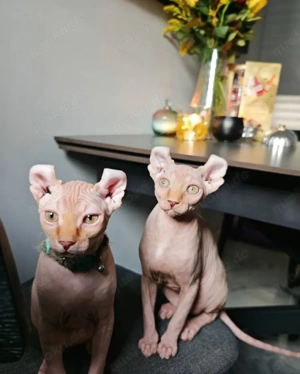 Sphynx-Kätzchen sind ab sofort abgabebereit.