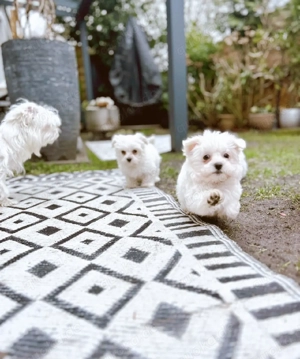Malteser welpen weibchen 