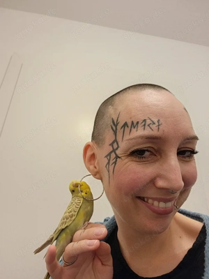 Zahme Wellensittiche super lieb und Menschenbezogen 