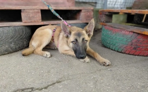 Yumiko - süß und menschenbezogen Bild 4