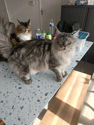 Maine Coon Katzen   nur in liebevolle Hände abzugeben