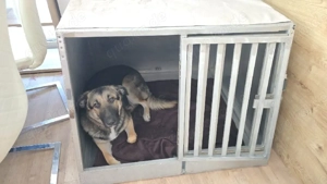 Schäferhund Mischling Labrador 