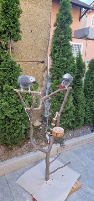 2 Graupapageien mit Voliere