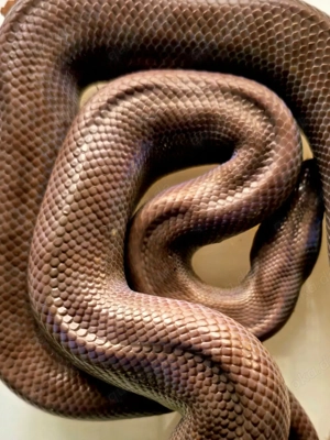 Wunderschöne Braune Regenbogenboa zu verkaufen! Epicrates Maurus Adult 