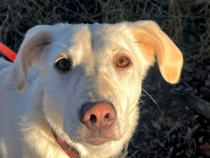 Ophra sucht ihr Zuhause