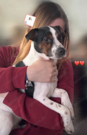 Jack Russel DECKRÜDE!! Reinrassig, gesund, hochbeinig, tricolor, 
