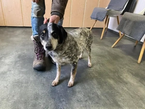  Pepi, zzt. in Ungarn,  er hat eine handliche Größe ist besonders hübsch und kennt das Leben im Haus