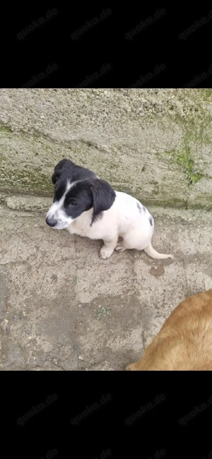 der kleine mann sucht noch ein zuhause 