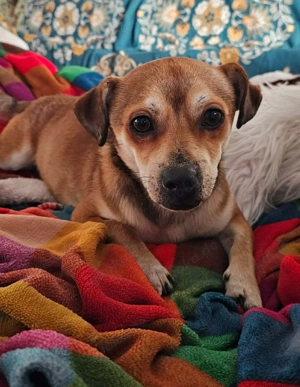 Kleiner verschmuster Elio sucht ein liebevolles Zuhause