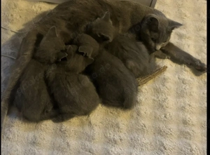 russisch blau kitten 