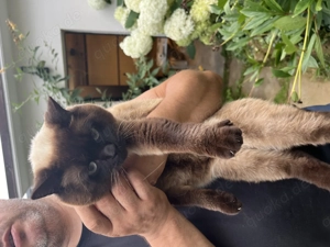 BKH Deckkater  Bild 5