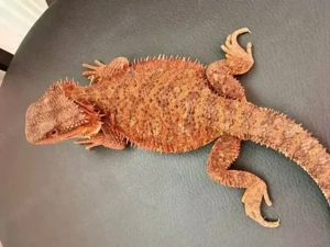 Wunderschöne Bartagame (Pogona vitticeps) Weibchen   Red Monster het. Hypo