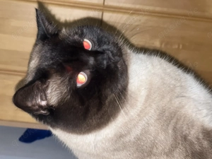 BKH Deckkater  Bild 3
