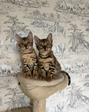 Wunderschöne Bengalkätzchen zu verkaufen