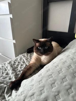 BKH Deckkater  Bild 6