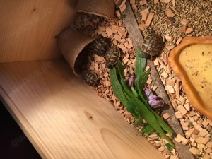 Griechische Landschildkröten