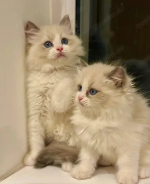 Wunderschöne Ragdoll Kätzchen zu verkaufen 