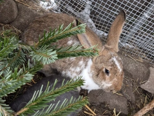 Riesenmix Kaninchen kastriert 