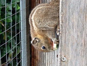 Streifenhörnchen männlich 
