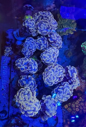 Euphyllia paraancora copper