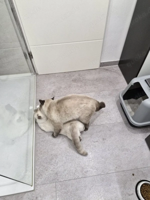 BKH Deckkater   Blue Point, geimpft & stubenrein Bild 5