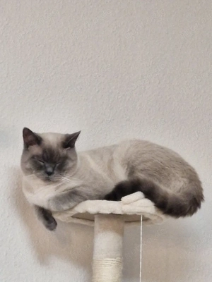 BKH Deckkater   Blue Point, geimpft & stubenrein