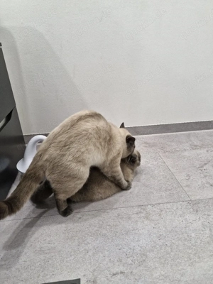 BKH Deckkater   Blue Point, geimpft & stubenrein Bild 4