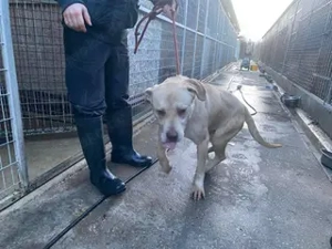 Felix, zzt. in Ungarn, ein freundlicher, aktiver und gleichzeitig entspannter Rüde 