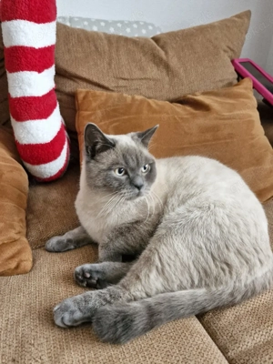 BKH Deckkater   Blue Point, geimpft & stubenrein