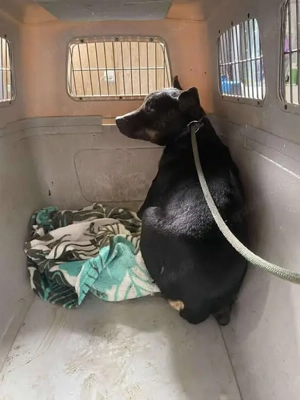  Padlas, zzt. in Ungarn, zeigte sich vorsichtig