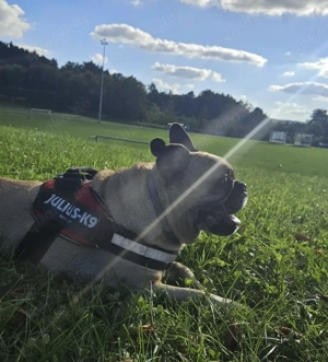 Bruno sucht ein neues Zuhause Bild 5